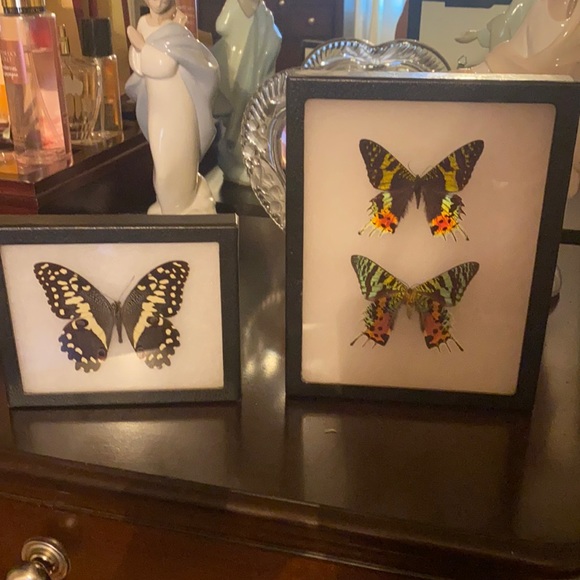 Other - Butterfly pictures